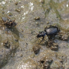 Agonum emarginatum