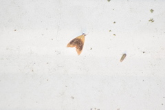 Glaphyria fulminalis