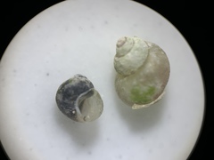 Pyrgulopsis marcida