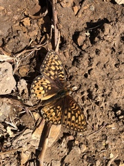 Speyeria callippe comstocki