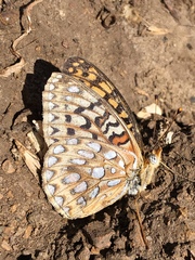 Speyeria callippe comstocki