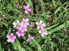 Ionoxalis