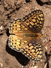 Speyeria callippe comstocki