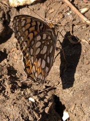 Speyeria callippe comstocki