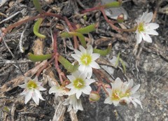 Lewisia triphylla