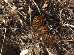 Speyeria callippe comstocki