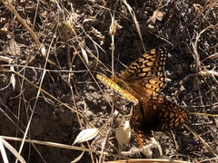 Speyeria callippe comstocki