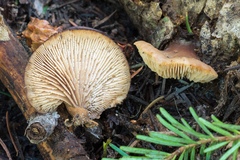 Lentinellus montanus