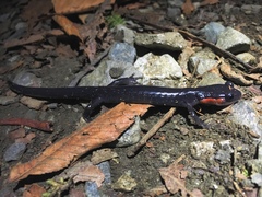 Plethodon jordani