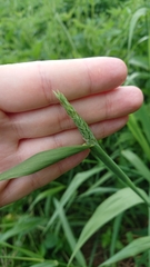 Phalaris arundinacea