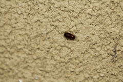 Dendroctonus