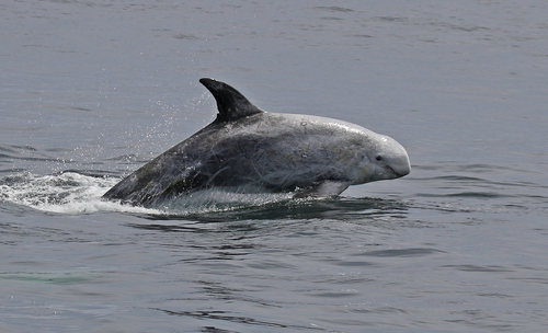 Representative image of Grampus