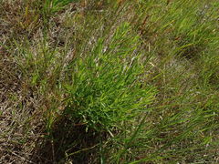 Eupatorium hyssopifolium
