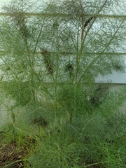 Foeniculum vulgare dulce