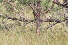 Icterus spurius spurius