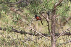Icterus spurius spurius