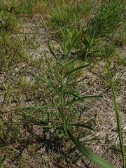 Eupatorium hyssopifolium