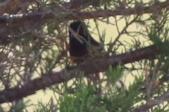 Icterus spurius spurius