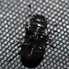 Glischrochilus hortensis