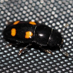 Glischrochilus hortensis