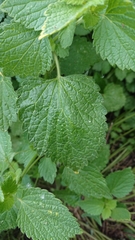 Ballota nigra