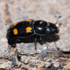 Glischrochilus hortensis