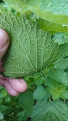 Ballota nigra