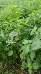 Ballota nigra