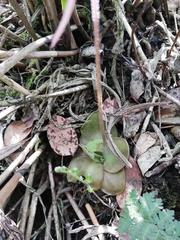 Pinguicula moranensis