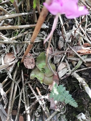 Pinguicula moranensis