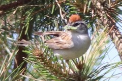 Spizella passerina passerina
