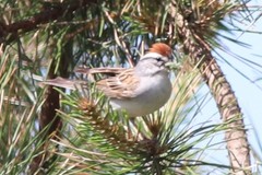 Spizella passerina passerina