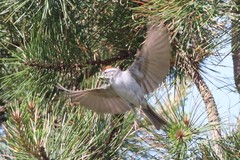 Spizella passerina passerina