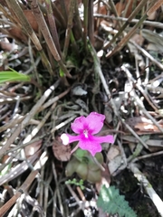 Pinguicula moranensis