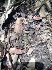 Eleutherodactylus nitidus