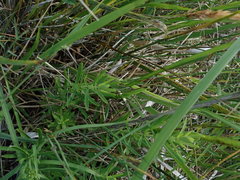 Eupatorium hyssopifolium