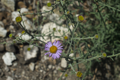 Erigeron breweri
