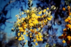 Acacia brachybotrya