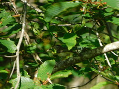 Vireo gilvus
