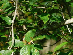 Vireo gilvus