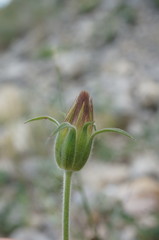 Pterocephalus plumosus