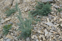 Seseli dichotomum