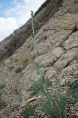 Seseli dichotomum