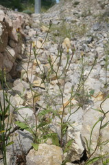 Picris pauciflora