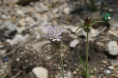 Pterocephalus plumosus