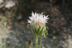 Pterocephalus plumosus