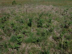 Asclepias amplexicaulis
