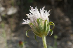 Pterocephalus plumosus