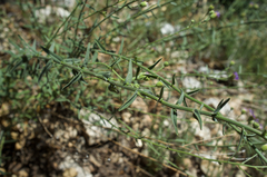 Erigeron breweri