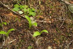 Clintonia uniflora